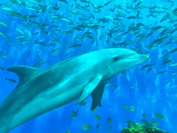 横浜・八景島シーパラダイスに投稿された画像（2022/7/17）