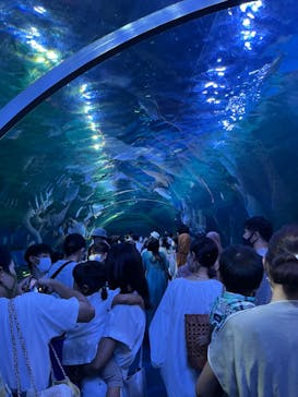 しながわ水族館に投稿された画像（2022/7/17）