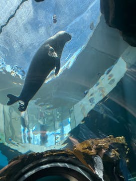 しながわ水族館に投稿された画像（2022/7/17）