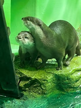 しながわ水族館に投稿された画像（2022/7/17）