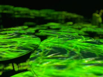 森ビル デジタルアート ミュージアム：エプソン チームラボボーダレスに投稿された画像（2022/7/17）