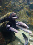 仙台うみの杜水族館に投稿された画像（2022/7/17）