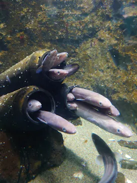 仙台うみの杜水族館に投稿された画像（2022/7/17）