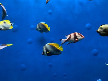 環境水族館アクアマリンふくしまに投稿された画像（2022/7/17）