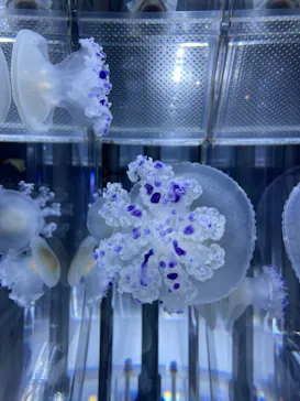 すみだ水族館に投稿された画像（2022/7/17）