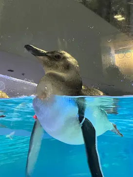 すみだ水族館に投稿された画像（2022/7/17）