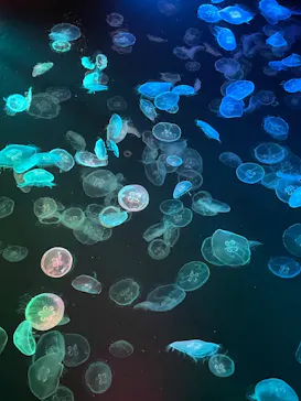 すみだ水族館に投稿された画像（2022/7/17）