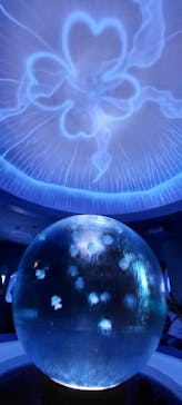 新江ノ島水族館に投稿された画像（2022/7/17）