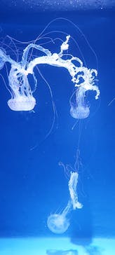 新江ノ島水族館に投稿された画像（2022/7/17）