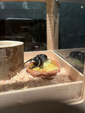 体感するファーブル昆虫展 NAGOYAに投稿された画像（2022/7/17）