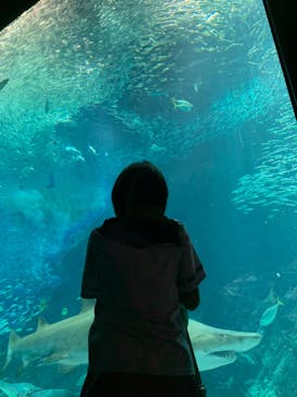 マリンワールド海の中道に投稿された画像（2022/7/17）