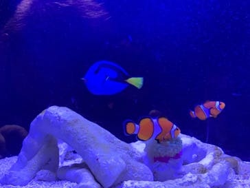 マリンワールド海の中道に投稿された画像（2022/7/17）