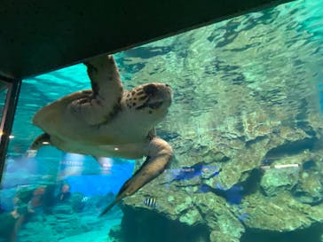 名古屋港水族館に投稿された画像（2022/7/17）