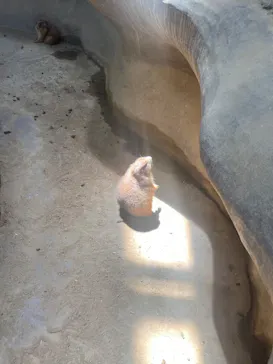 神戸どうぶつ王国に投稿された画像（2022/7/17）