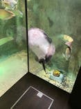 カワスイ 川崎⽔族館に投稿された画像（2022/7/17）