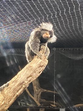 カワスイ 川崎⽔族館に投稿された画像（2022/7/17）