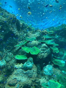 アクアワールド茨城県大洗水族館に投稿された画像（2022/7/17）