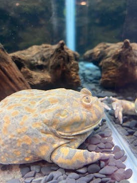 ぶっとんでるいきもの展2に投稿された画像（2022/7/17）