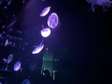 サンシャイン水族館に投稿された画像（2022/7/17）