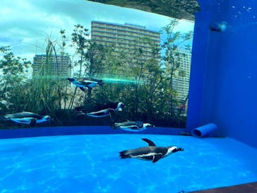 サンシャイン水族館に投稿された画像（2022/7/17）