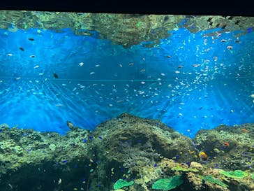 アクアワールド茨城県大洗水族館に投稿された画像（2022/7/17）