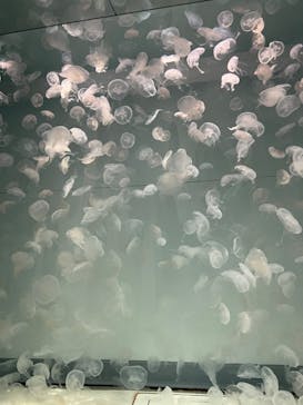 アクアワールド茨城県大洗水族館に投稿された画像（2022/7/17）