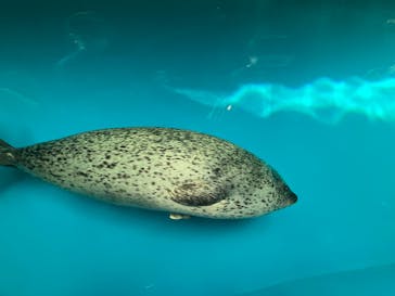 しながわ水族館に投稿された画像（2022/7/17）