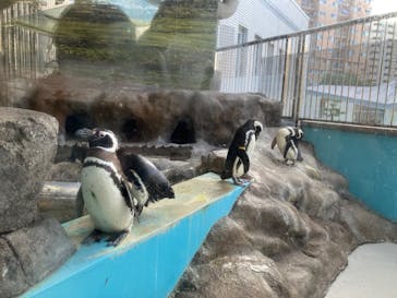 しながわ水族館に投稿された画像（2022/7/17）