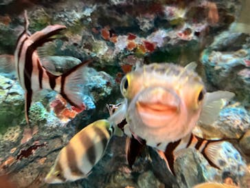 しながわ水族館に投稿された画像（2022/7/17）