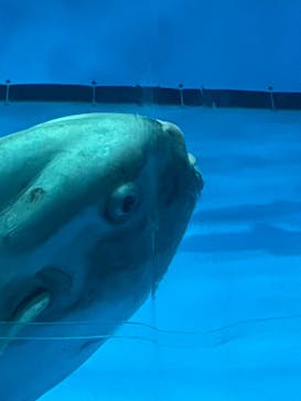 アクアワールド茨城県大洗水族館に投稿された画像（2022/7/17）