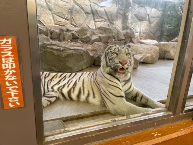 ホワイトライオンの餌やりもでき ハルカ さまの口コミ アソビュー