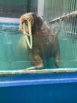 ゼロ距離水族館 伊勢シーパラダイスに投稿された画像（2022/7/17）