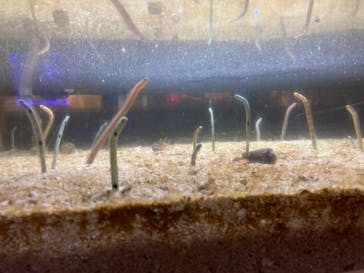 ゼロ距離水族館 伊勢シーパラダイスに投稿された画像（2022/7/17）