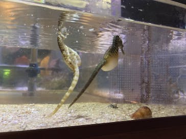 ゼロ距離水族館 伊勢シーパラダイスに投稿された画像（2022/7/17）