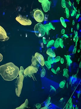 名古屋港水族館に投稿された画像（2022/7/17）