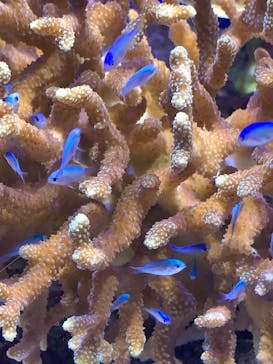 沖縄美ら海水族館に投稿された画像（2022/7/17）