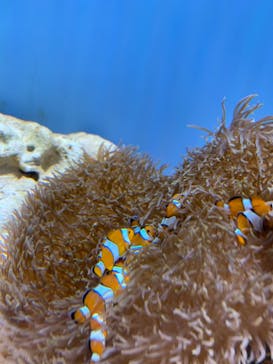 沖縄美ら海水族館に投稿された画像（2022/7/17）