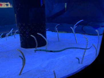 沖縄美ら海水族館に投稿された画像（2022/7/17）