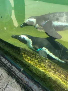 神戸どうぶつ王国に投稿された画像（2022/7/17）