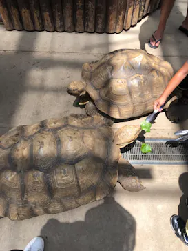 神戸どうぶつ王国に投稿された画像（2022/7/17）