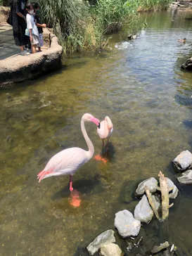 神戸どうぶつ王国に投稿された画像（2022/7/17）