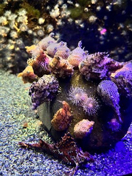 新江ノ島水族館に投稿された画像（2022/7/17）