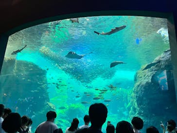 新江ノ島水族館に投稿された画像（2022/7/17）