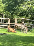 天王寺動物園に投稿された画像（2022/7/17）
