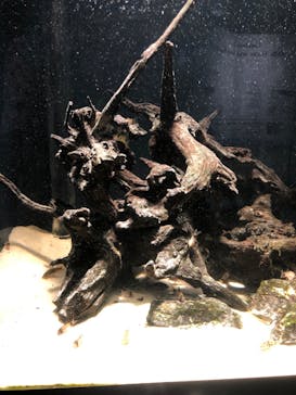 スマートアクアリウム静岡に投稿された画像（2022/7/17）