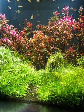 スマートアクアリウム静岡に投稿された画像（2022/7/17）