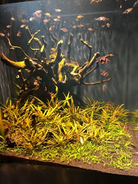 スマートアクアリウム静岡に投稿された画像（2022/7/17）