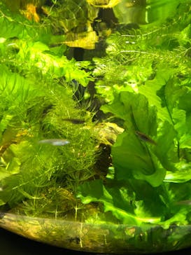 スマートアクアリウム静岡に投稿された画像（2022/7/17）