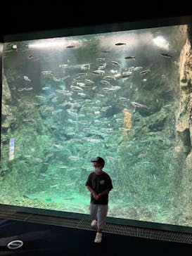 サケのふるさと 千歳水族館に投稿された画像（2022/7/17）