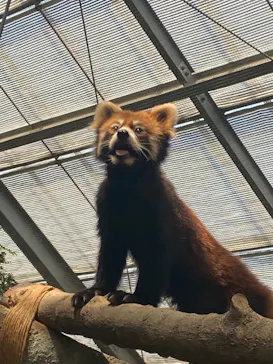 神戸どうぶつ王国に投稿された画像（2022/7/17）